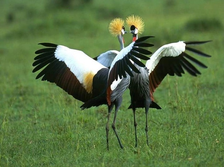 Magic Wildlife Safaris