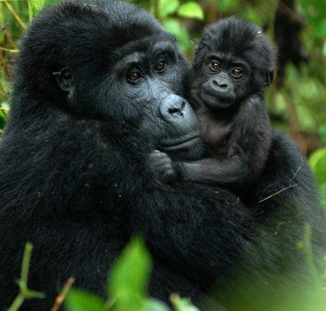 Magic Wildlife Safaris