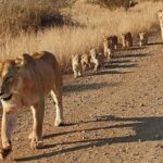 Current image: Magic Wildlife Safaris